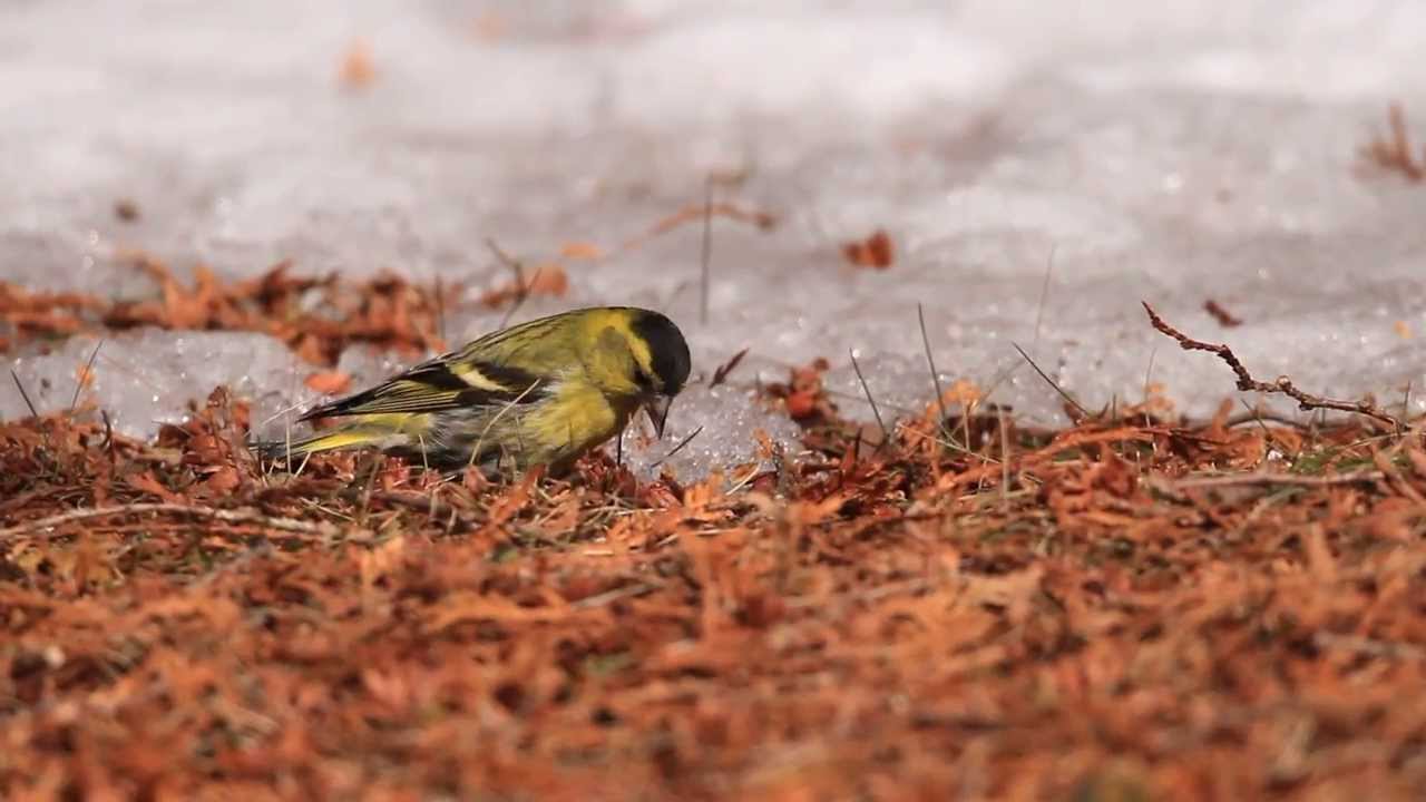 ♪鳥くん野鳥動画（北海道・苫小牧北大研究林）マヒワ♂採食Eurasian siskin - YouTube