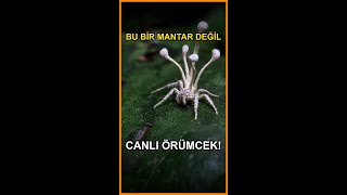 Mantar Kılığına Giren Örümcek 🍄