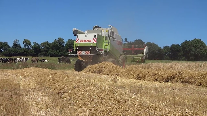Moisson d'orge 2024 avec la CLAAS LEXION 460