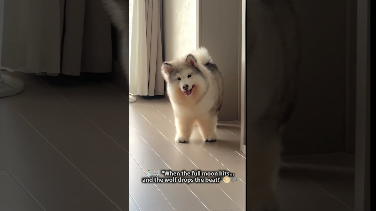 the wolf who enjoys dancing 🕺💃🐺**