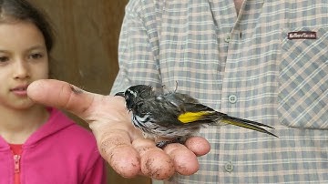 New Holland Honeyeater recovering after hitting the window | Australian Birds