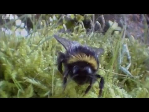 Video: Earth bee: description, methods of struggle, interesting facts