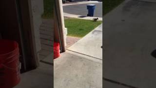 Celebrity How to keep a dog from pooping in your yard. Profile