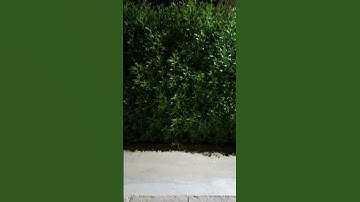الله على سوره البقره بصوت القارئ الشيخ محمود خليل الحصري رحمه الله عليه