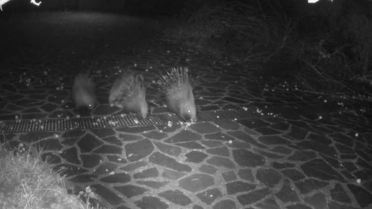 1, 2, 3, 4 istrici. La famiglia di istrici