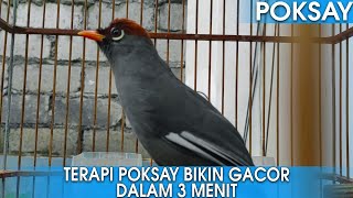 SUARA BURUNG POKSAY MANDARIN GACOR PANCINGAN POKSAY MACET DALAM 3 MENIT! screenshot 5