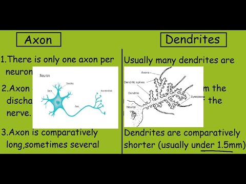 एक्सॉन बनाम डेन्ड्राइट्स |तेजी से अंतर और तुलना|