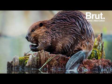 Vidéo: Pourquoi les castors font-ils des barrages ?