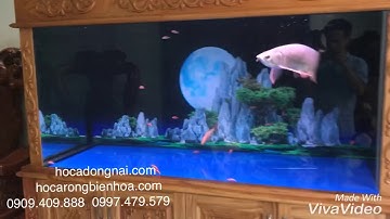 Hồ cá rồng 1m60 lắp đặt tại nhà anh Cường PCCC Đông nai