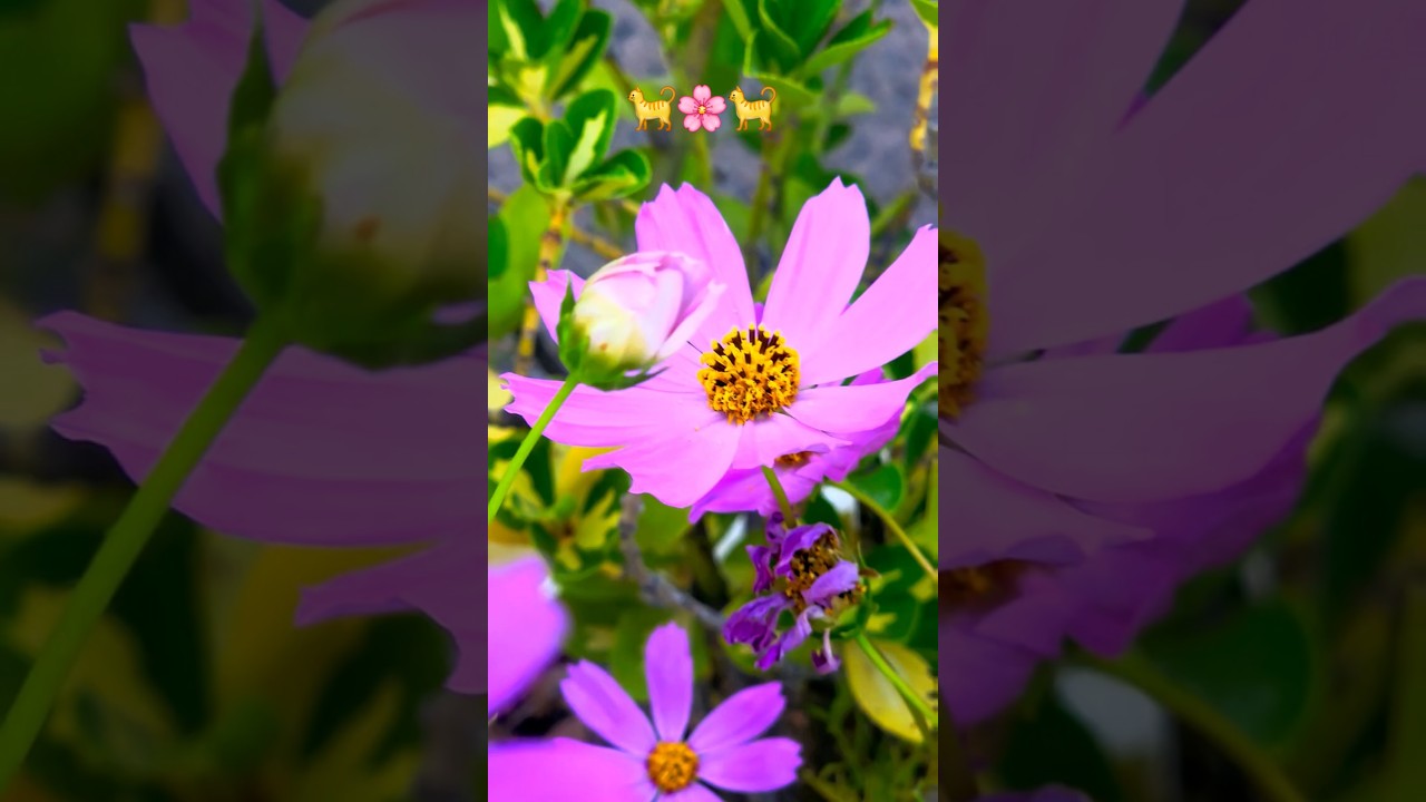 Mexican Aster Flower🐯🌸🌼🌺