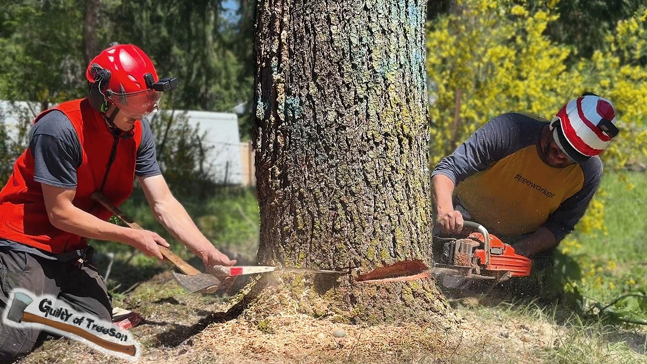 This Tree Job was a TIGHT SQUEEZE! Doug Fir Crane Removals! - YouTube