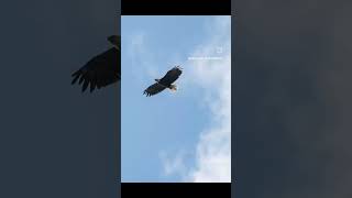 Maine Wildlife Photography #Maine #mainewildlife #Moose #deer #eagle #wildlifephotography #wildlife