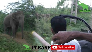 Elephants was second of wildlife officers /Lanka Wild