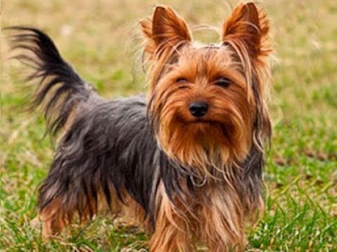 Vídeo: Como Cuidar De Um Yorkshire Terrier