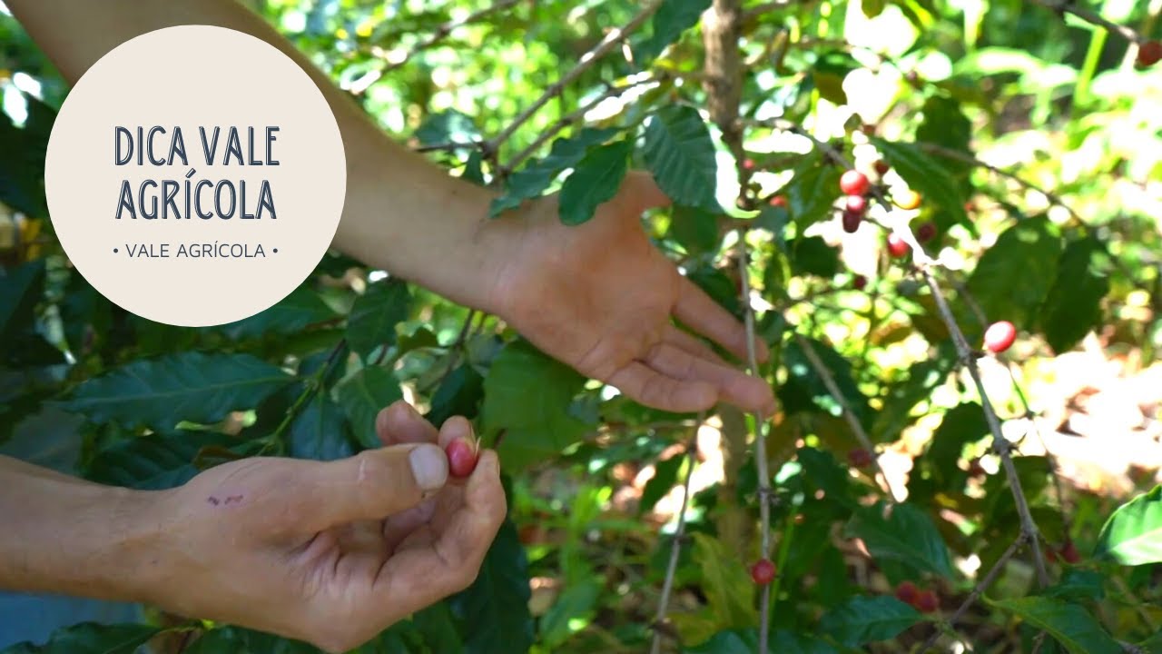 DICA VALE AGRÍCOLA | Produzir café no frio de Santa Catarina é possível!