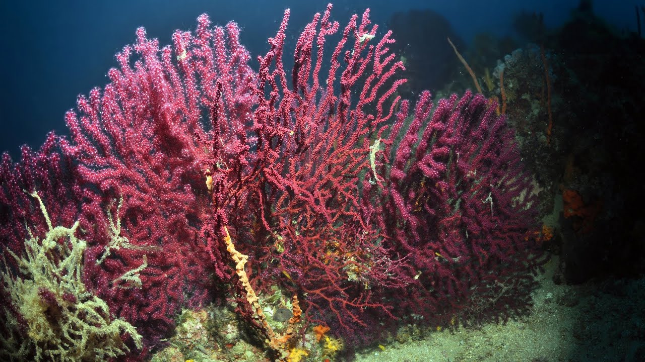 Red Corals of AyvalÄ±k Turkey