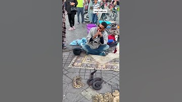 Thumbnail of The Enchanting Music of Marrakech's Snake Charmer, Morocco