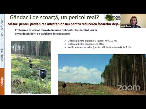 Video: Larve de gândac de scoarță: descriere, metode de control și fapte interesante