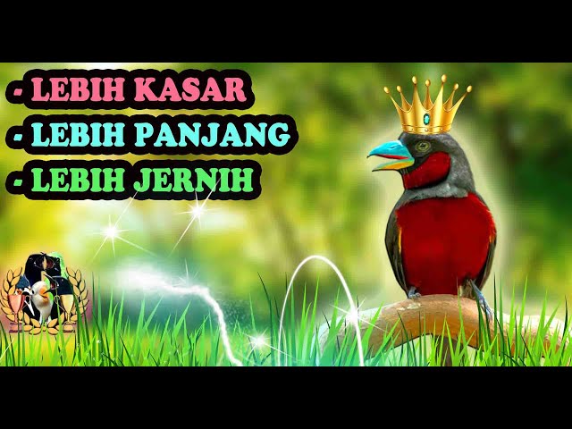 MASTERAN BURUNG MEWAH TEMBAKAN KASAR Buat Murai Batu, Cucak Ijo, Kacer Siap Gaduh Juara Gantangan class=