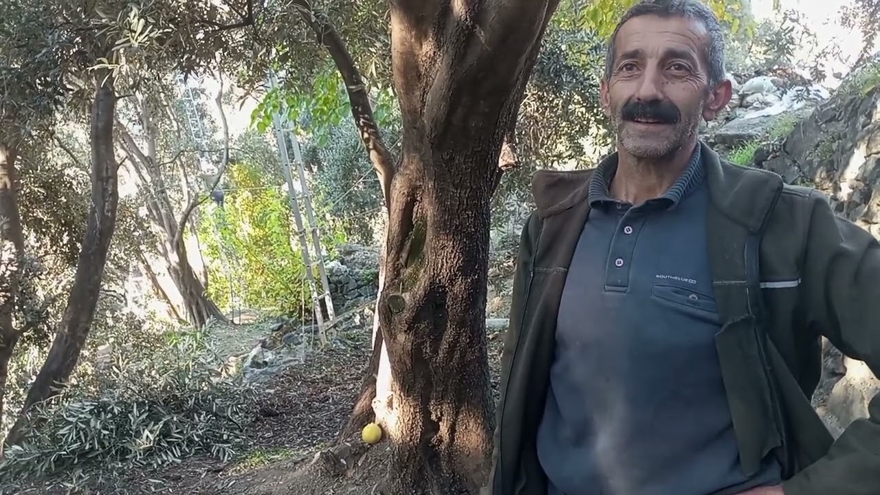 Ödüllü Yusufeli zeytin yağının yapım aşaması
