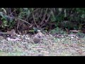 Nice birds big beak bunting tree sparrow chaffinch tit