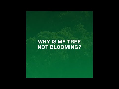 Video: Moje drvo badema neće procvjetati - Zašto ovo nema cvjetova badema