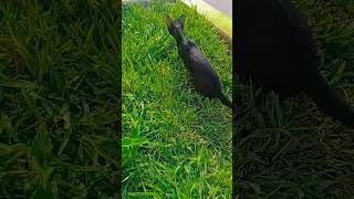 #curiosity#cat #black #panterita