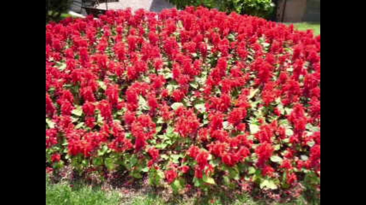 サルビア の つぼみ