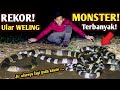 PENANGKAPAN ULAR WELING MONSTER PALING BANYAK! KEPERGOK LAGI KAWIN