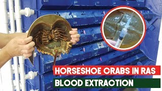 Extracting Horseshoe Crab Blood in recirculating aquaculture systems | Aquaculture Technology