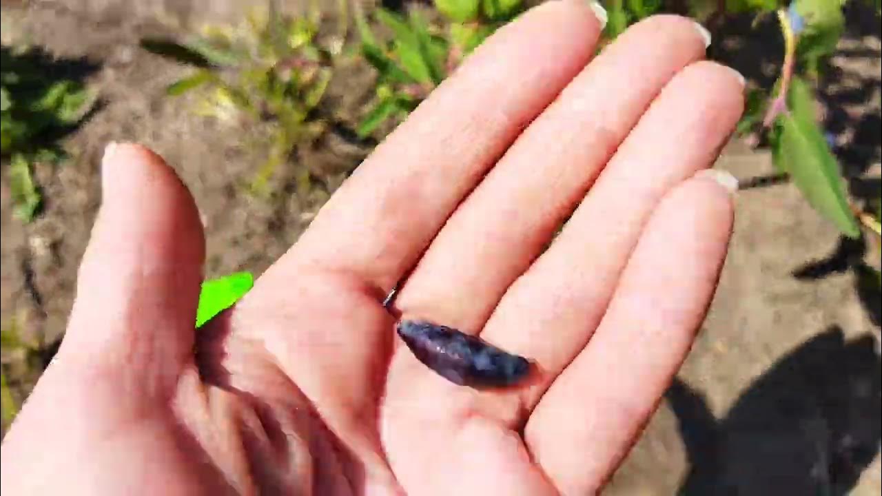 Жимолость Югана, первое плодоношение на второй год посадки, первые ...