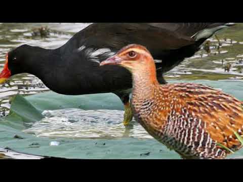 Suara pikat burung Sintar campur mandar/pelang/peruk untuk jaring