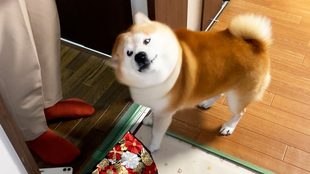Shibe greets his mother when she returns from a business trip with a fierce snort.