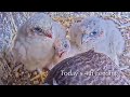 #129🦅🐥25°🐥25°🐥21°🥚Amersfoort🇳🇱Falcon Nest 2026／Joris💗1PF／Onze Lieve Vrouwevoren／by OLV Toren