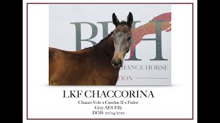 LKF Chaccorina ~ Classy daughter of rising star Chacco Volo