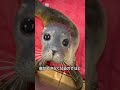 アザラシの眠り方