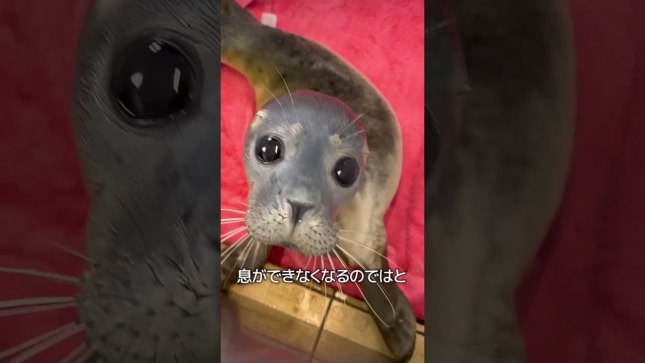アザラシのリラックスした眠り方とは?穏やかな姿に癒される瞬間を紹介