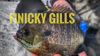 Ice Fishing Finicky BLUEGILLS Iowa Lake Okoboji #icefishing
