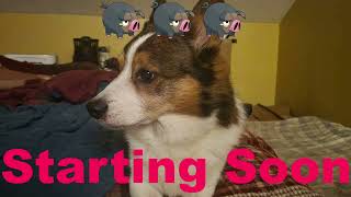 baby steps into learning python ʕ •ᴥ• ʔ !discord