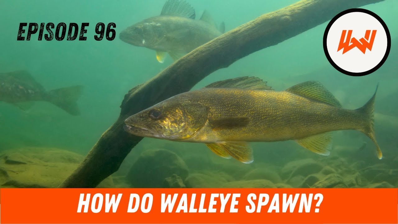 Episode 96 // How do Walleye (And Other Species) Spawn