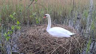 Dad swan watches from the sidelines.Baby swans. Cigni. Cisnes. Лебеді. हंसों. Angsa. Cygnes.Lebedele