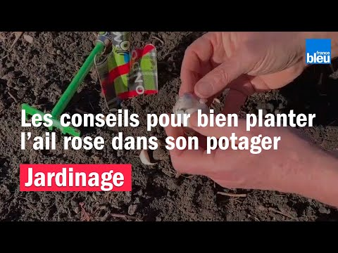 Vidéo: Ail de printemps. Variétés d'ail. Cultiver l'ail de printemps