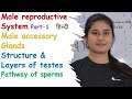Male reproductive system | Part-1 | Male Accessory Glands | Organs | Structure | layers of Muscles
