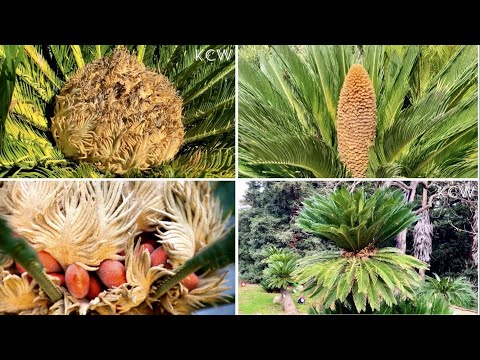 Video: Sago Palm Flower Head - Mga Tip Para sa Pagputol ng Bulaklak ng Sago