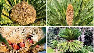 🔴Sago Palm Tree (Cycas Revoluta)｜Different Between Male and Female Sago Palm