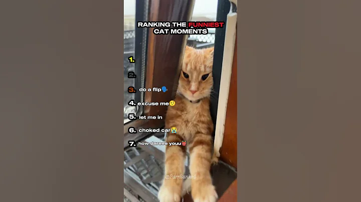 Ranking the Funniest Cat Moments Part 3