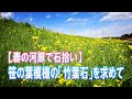春の河原で石拾い~竹葉石を求めて~