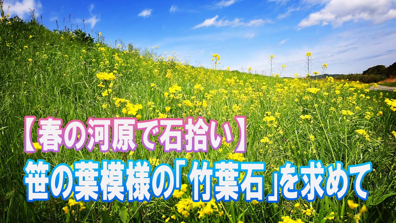 春の河原で石拾い 竹葉石を求めて Youtube
