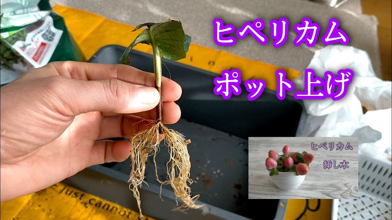 ヒペリカムの挿し木 をポット上げしました Youtube