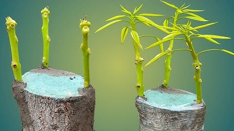 3 Multi Grafting On One Mango Tree - which Grafting method is best for mango